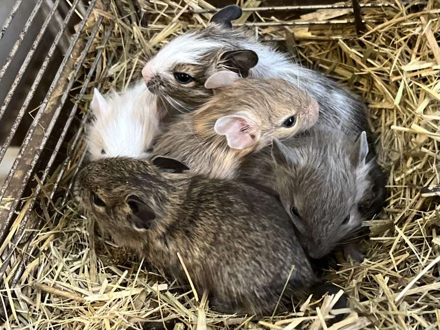 デグー ポロロッカ足柄