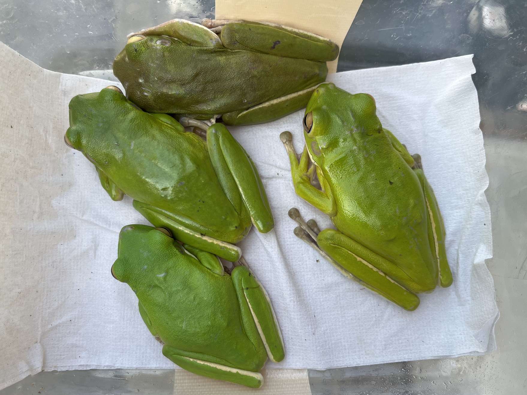 クツワアメガエル ポロロッカ足柄