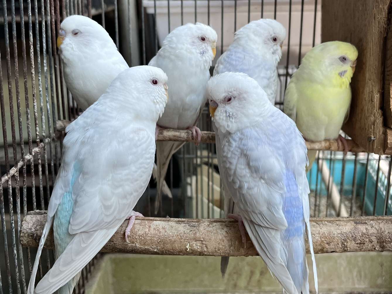 セキセイインコ ポロロッカ足柄