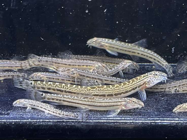 スジシマドジョウ ポロロッカ足柄