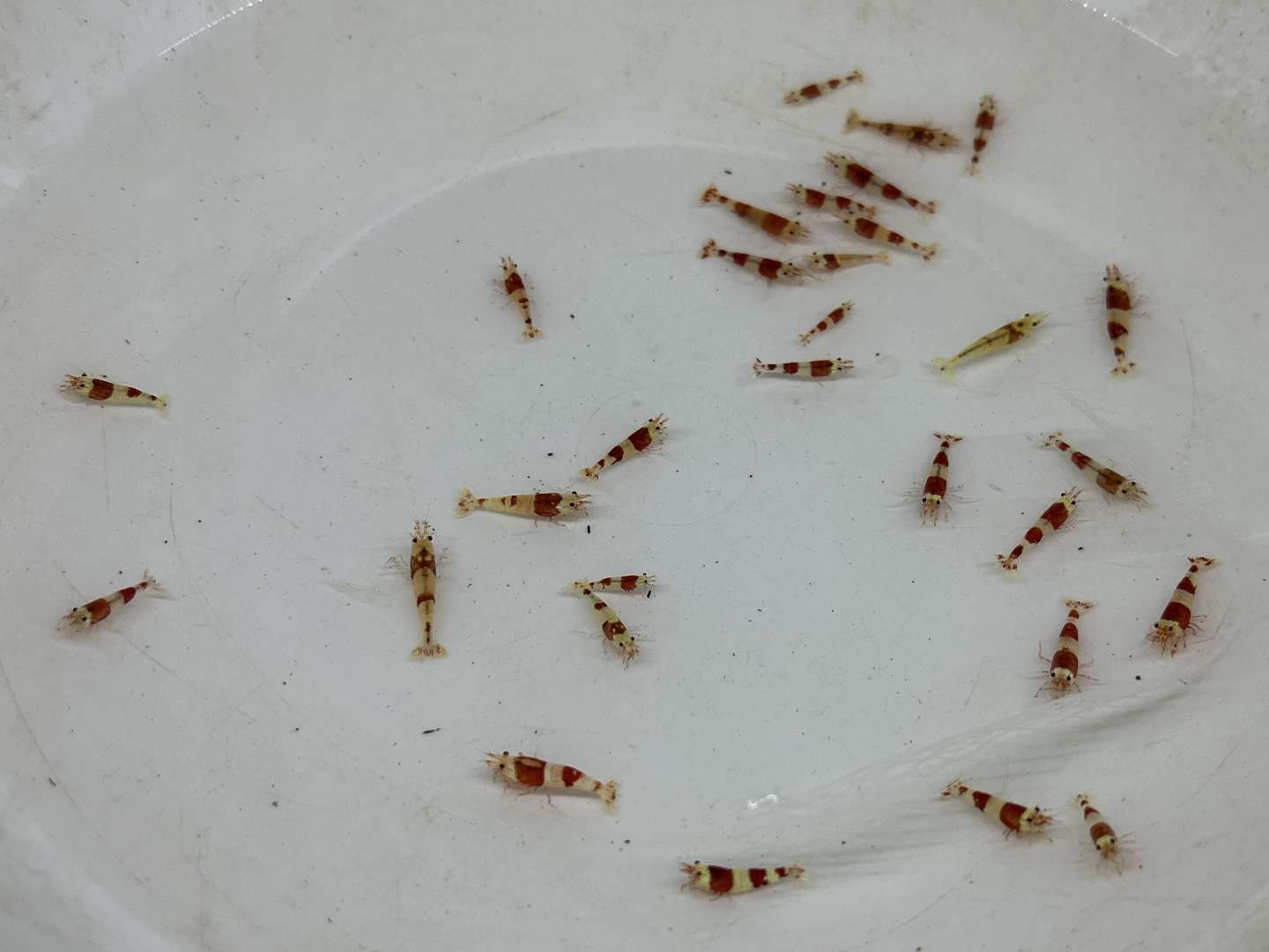 レッドビーシュリンプ ポロロッカ足柄