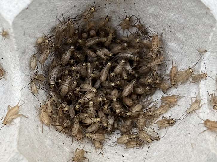 コオロギ ポロロッカ足柄