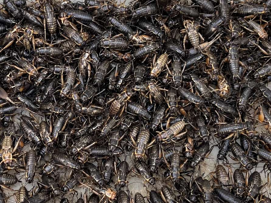 コオロギ ポロロッカ足柄