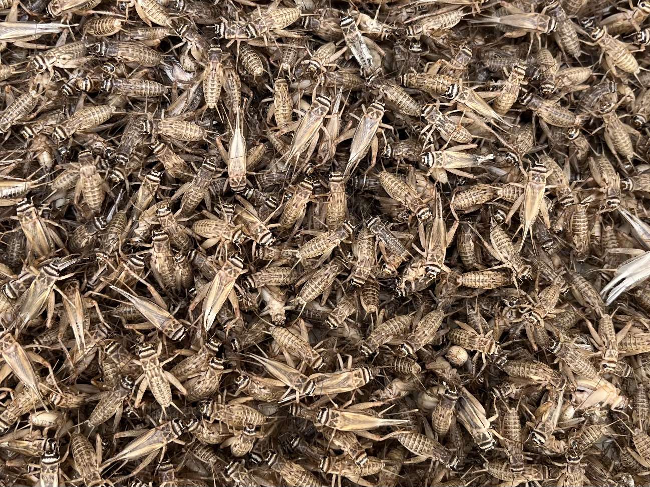 コオロギ ポロロッカ足柄