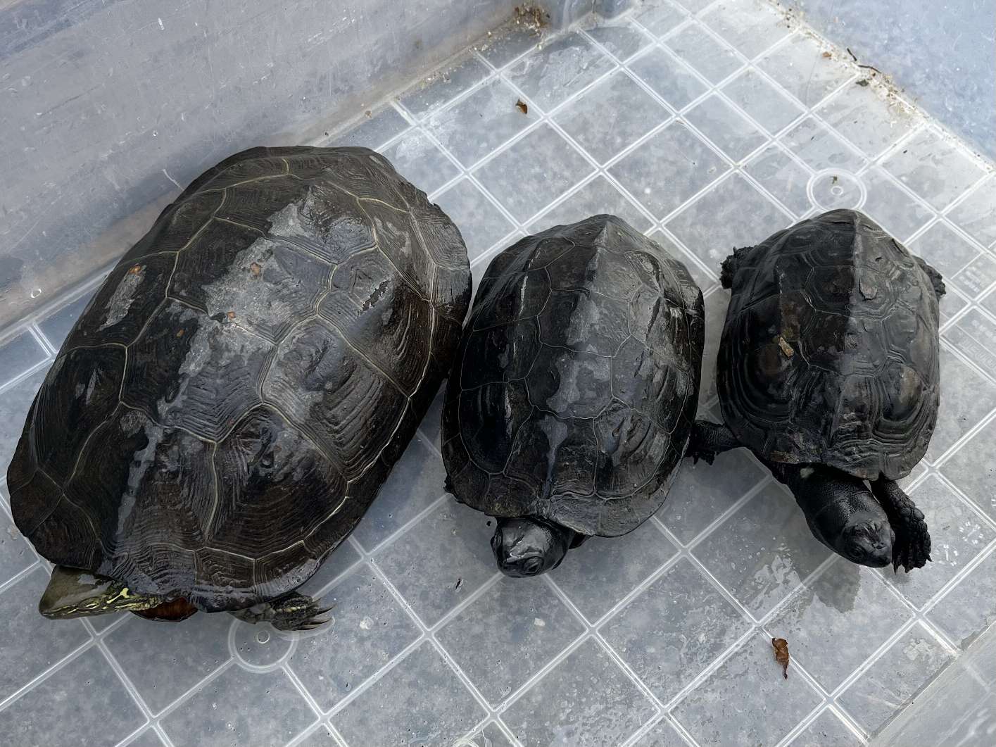 クサガメ ポロロッカ足柄