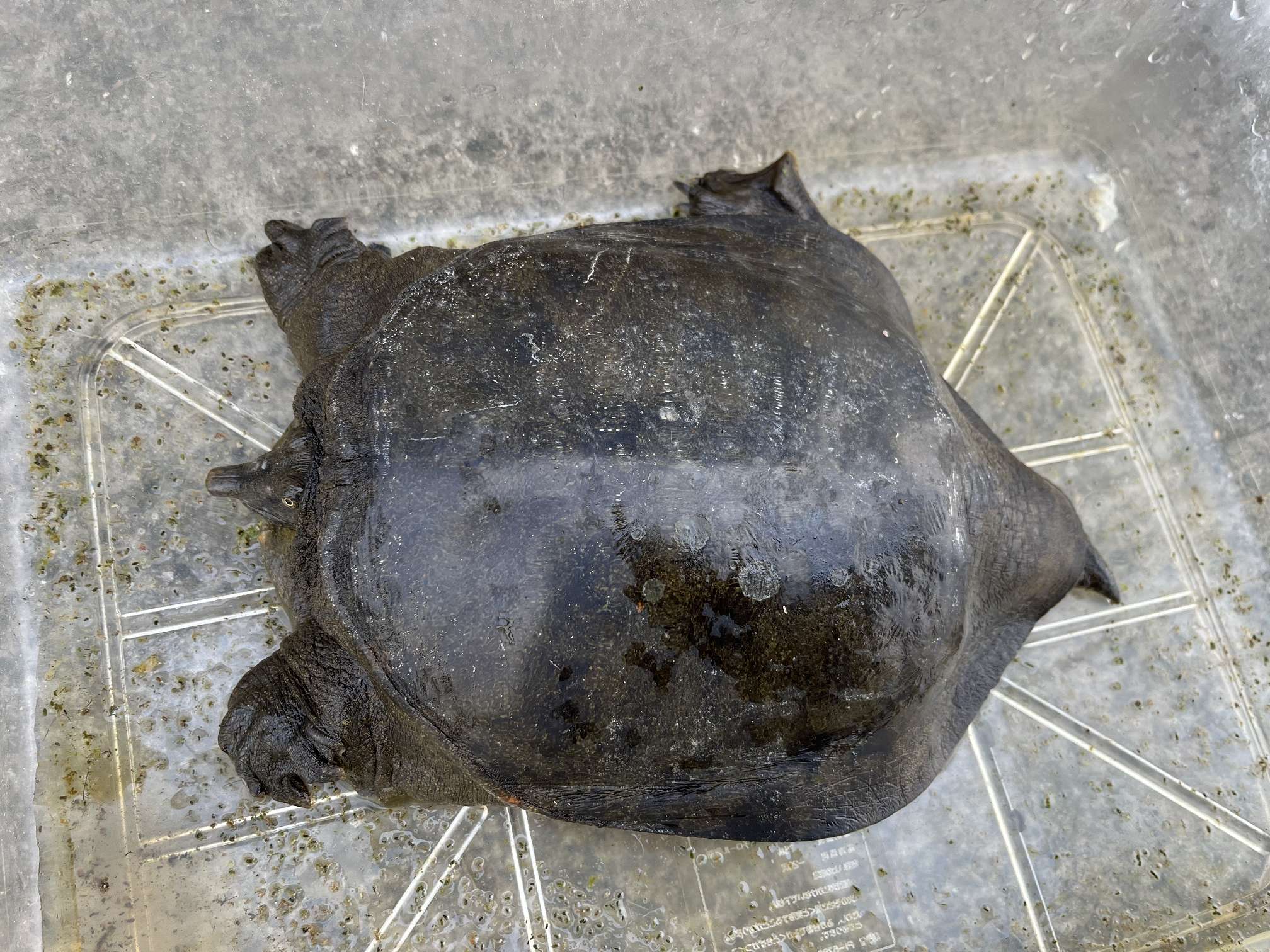 スッポン ポロロッカ足柄