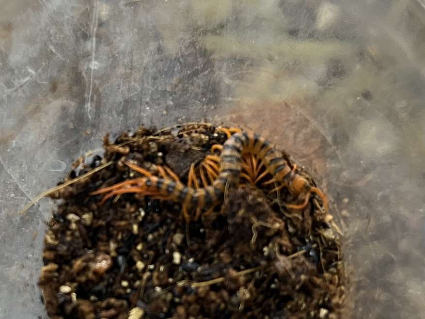 タイオオムカデ ポロロッカ足柄