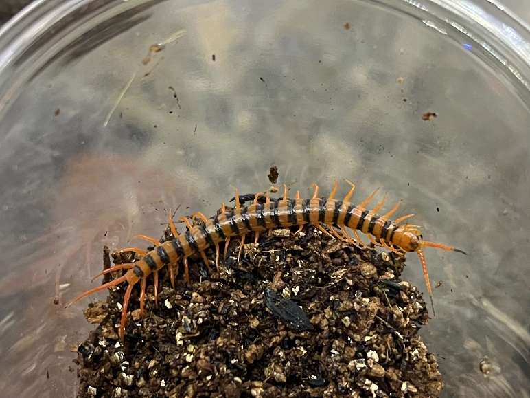 タイオオムカデ ポロロッカ足柄