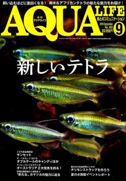 アクアライフ 2019年9月号 ポロロッカ足柄