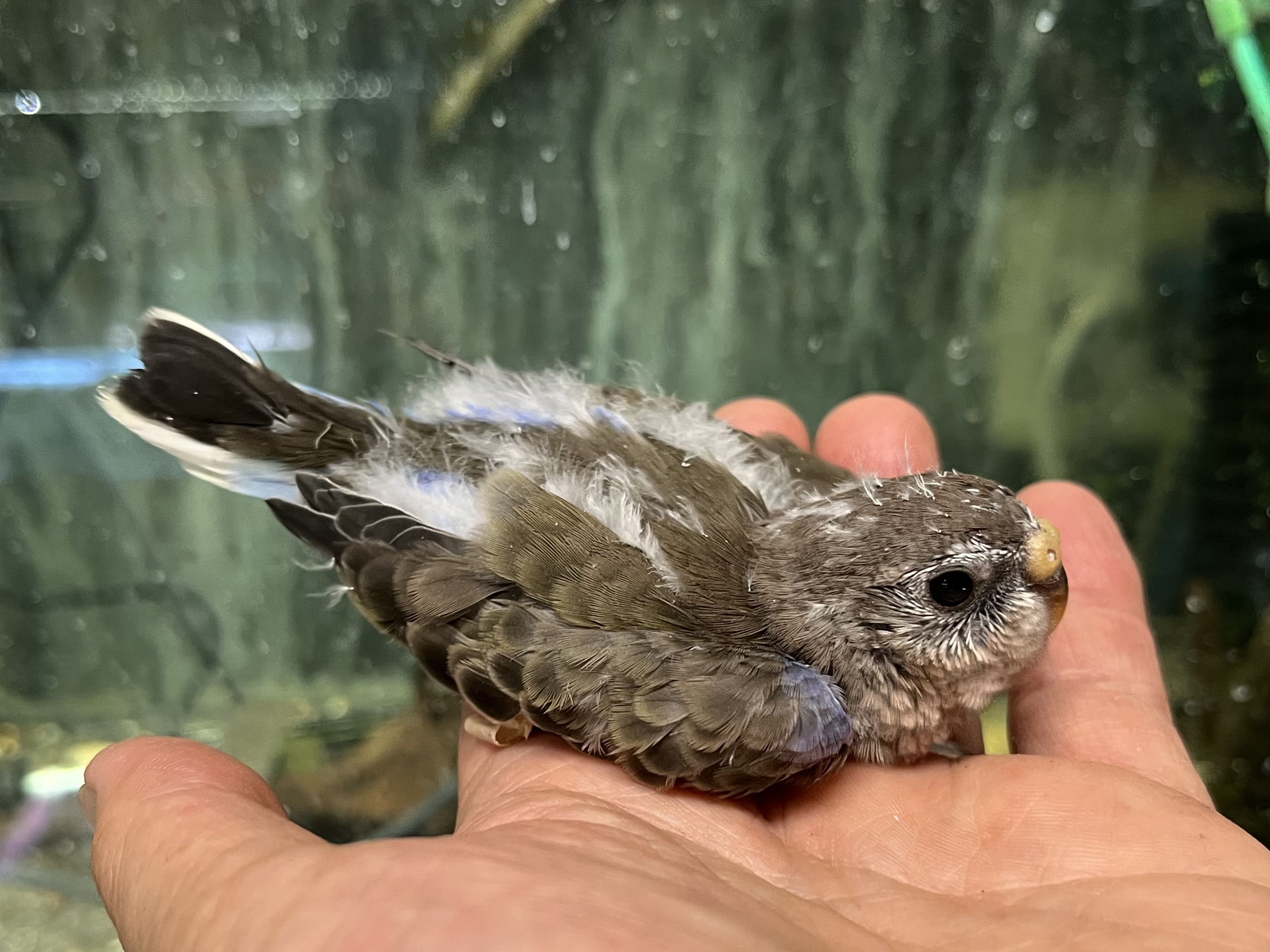 手乗り秋草インコ ポロロッカ足柄