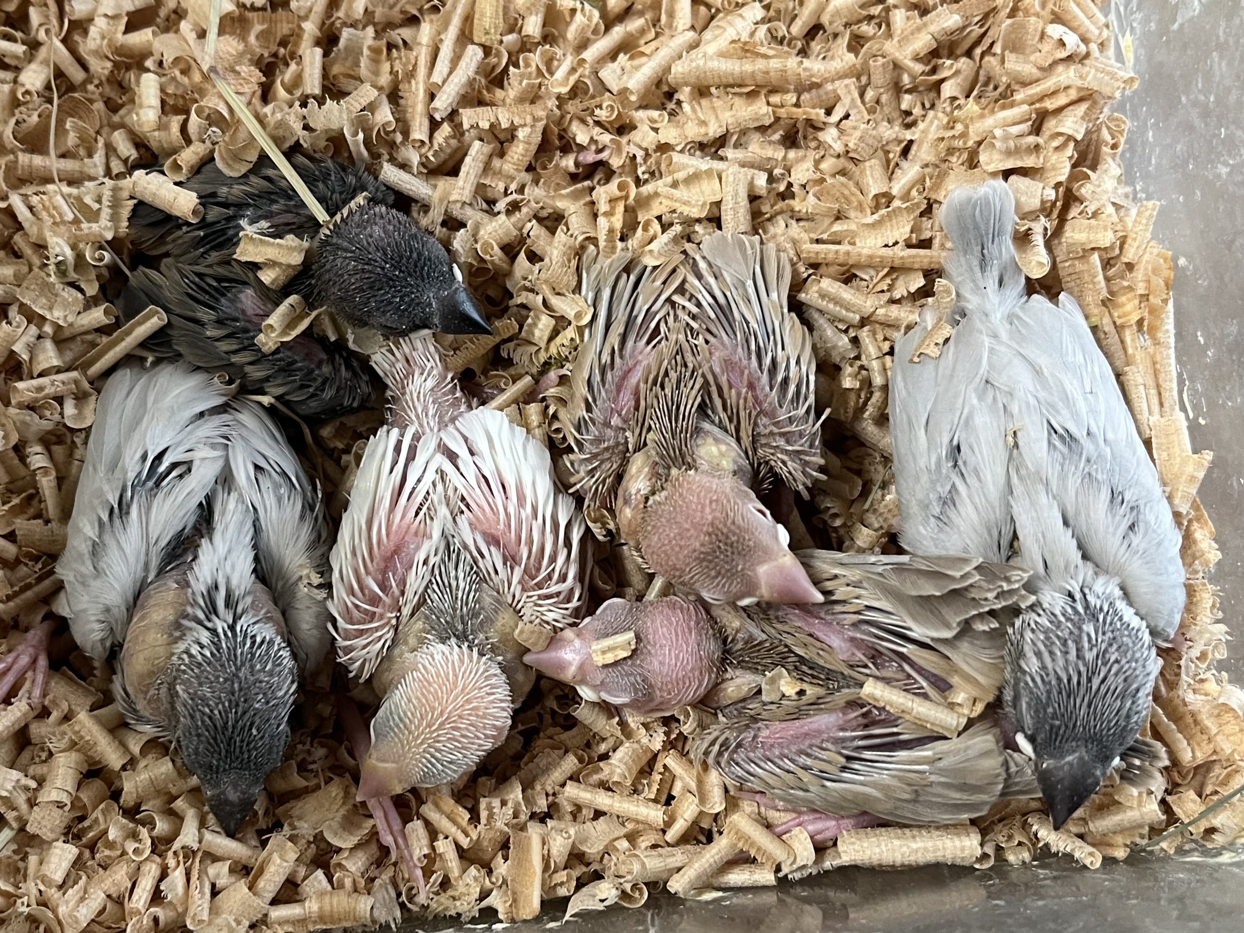 手乗り文鳥 ポロロッカ足柄