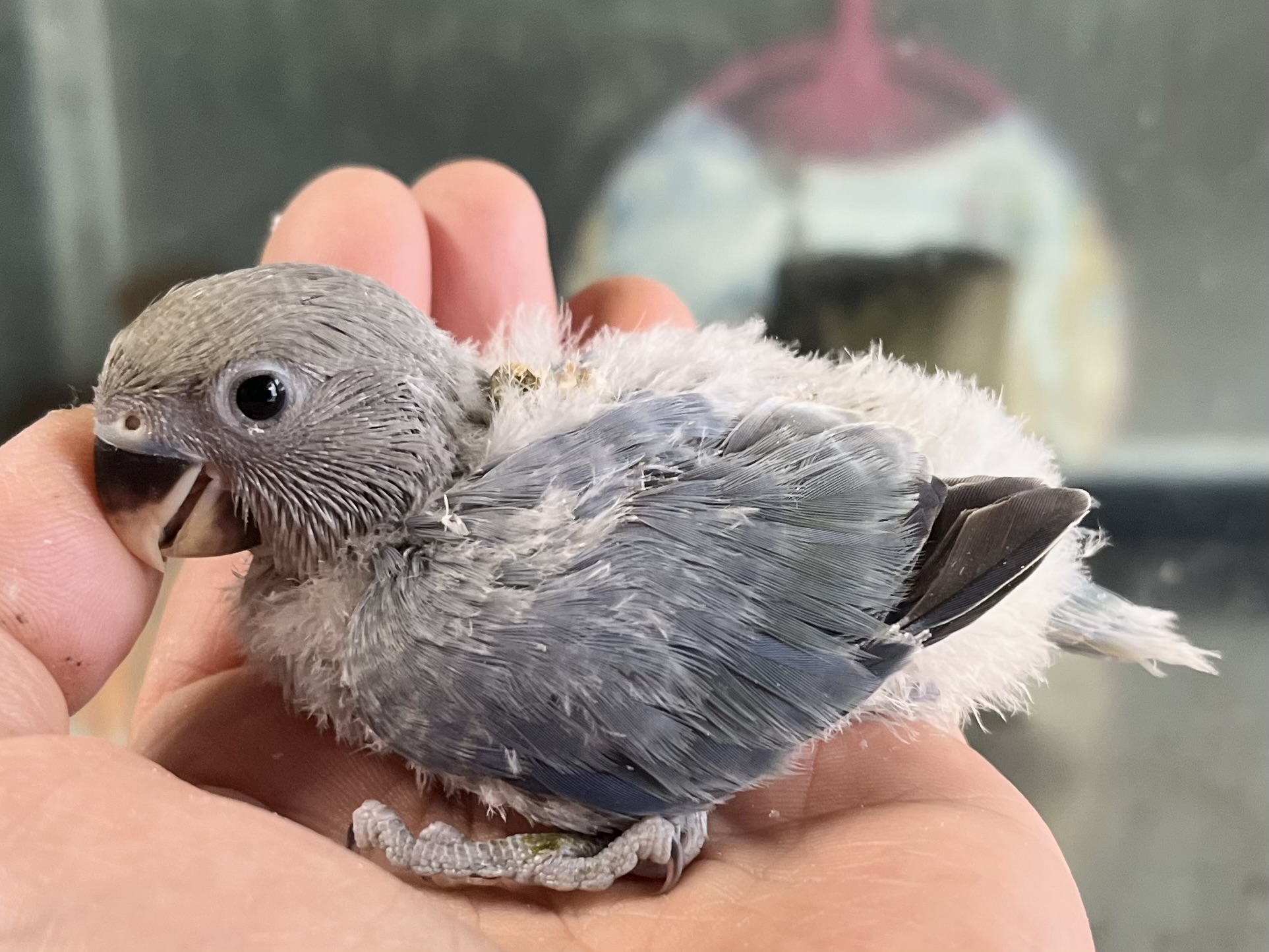 手乗り小桜インコ ポロロッカ足柄